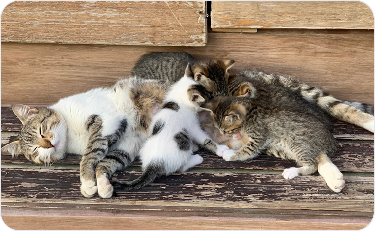 Whiskers’ Second Chance