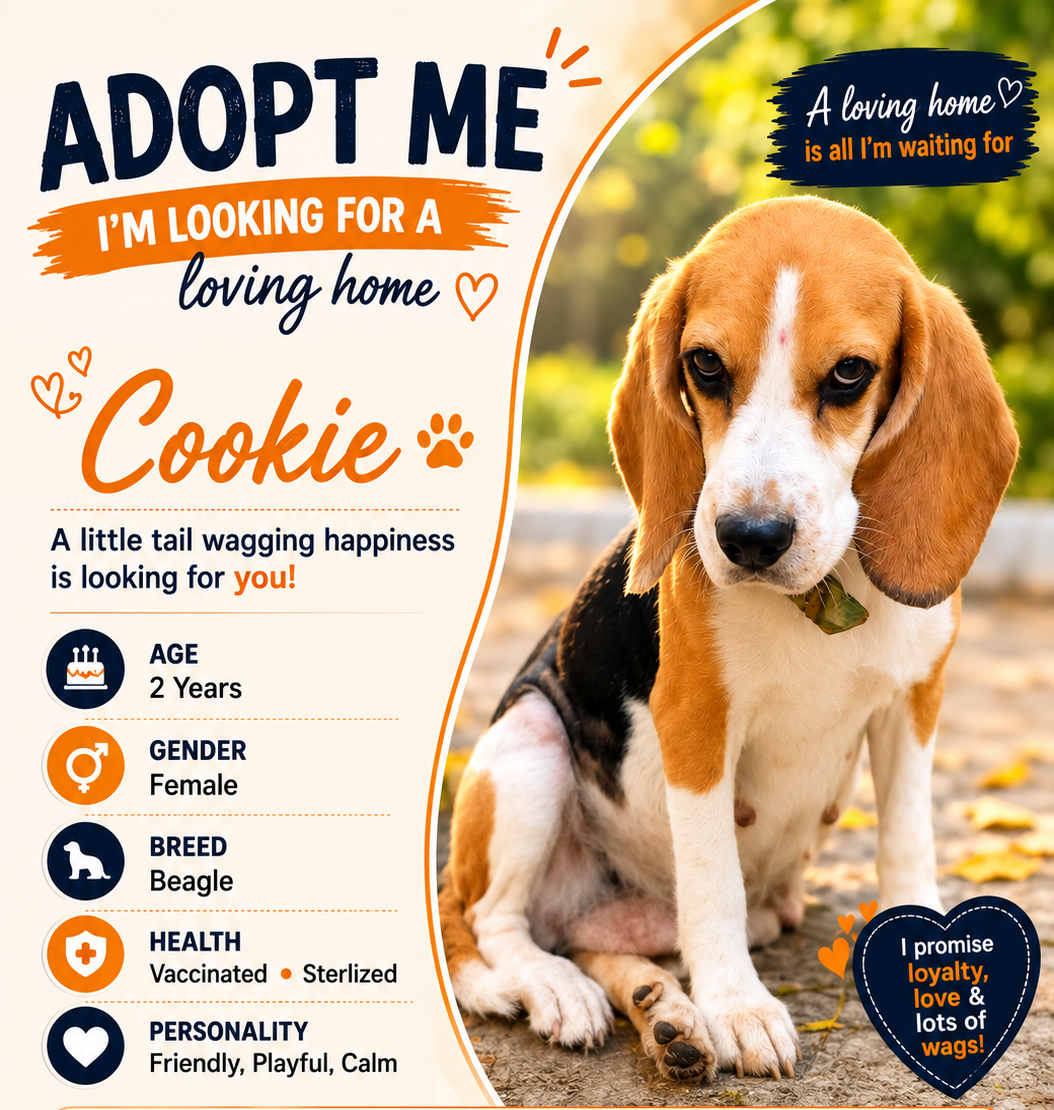 Cookie🐾