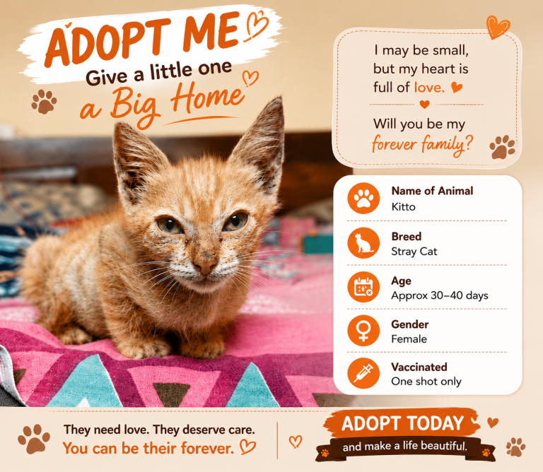 Adopt Kitto!