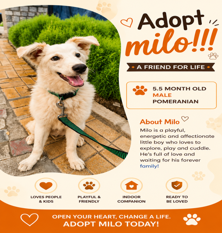 Adopt Milo!