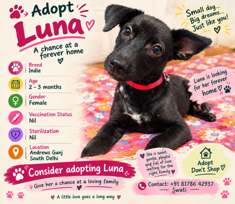 Adopt Luna