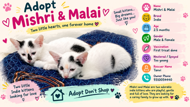 Adopt Mishri and Malai