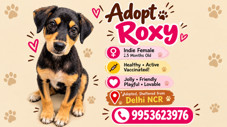 Adopt Roxy